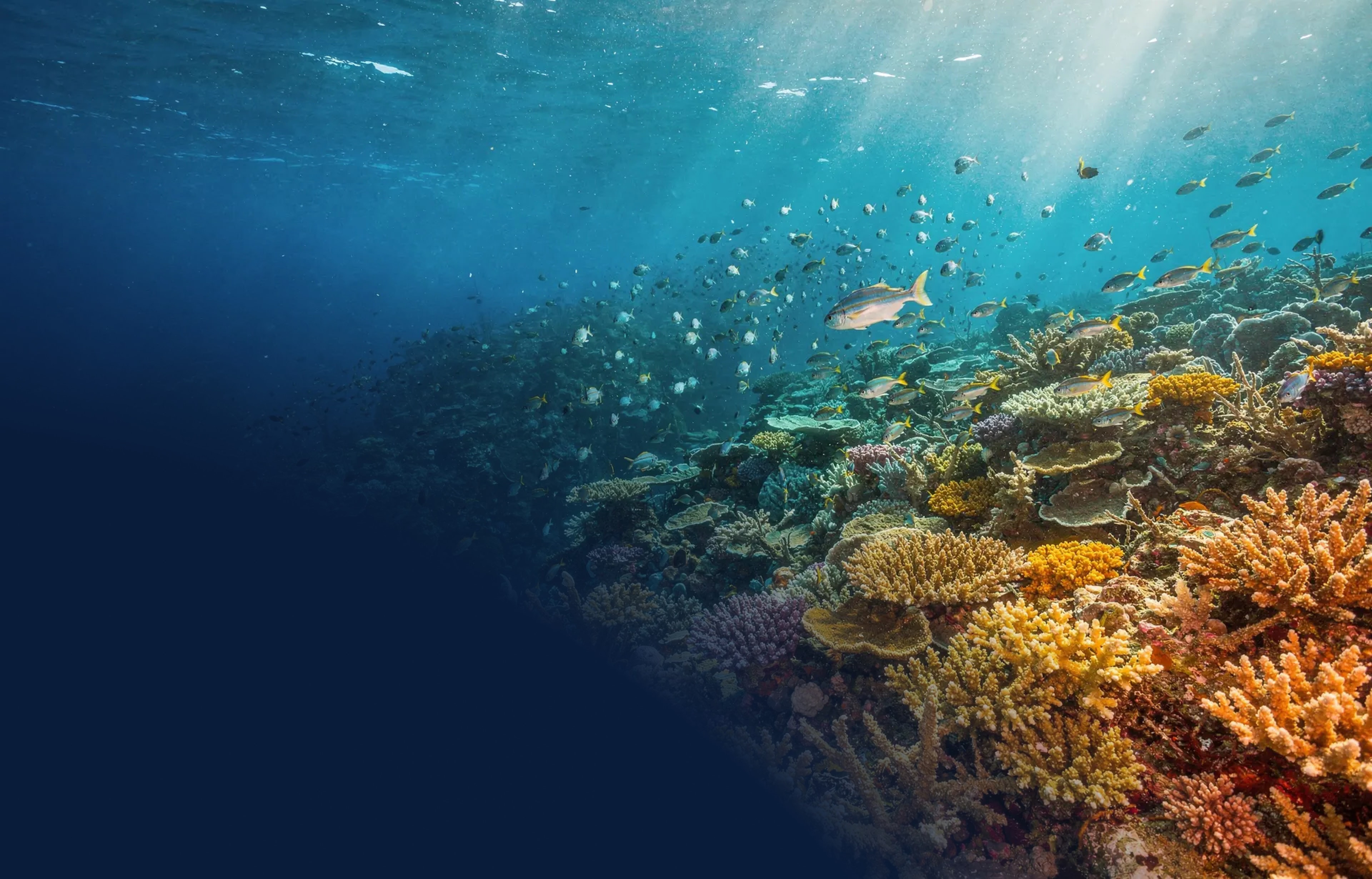 Vibrant tropical coral reef with schools of fish — sunlight filtering through clear blue ocean water